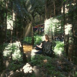 Meditative peace in a sunlit forest